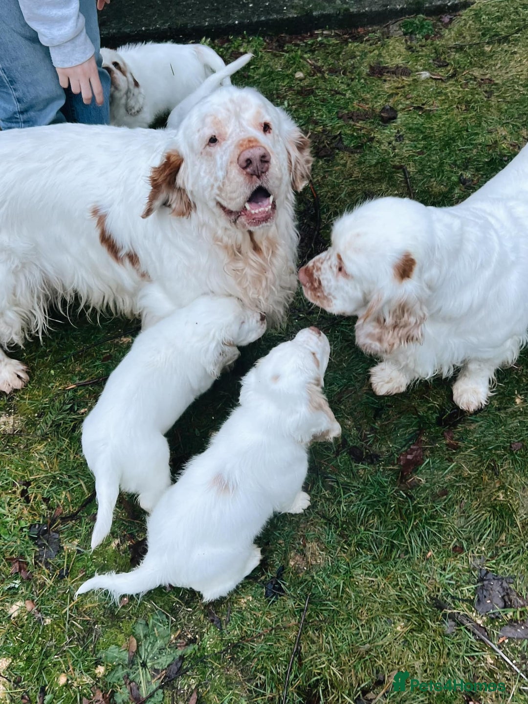 Clumber Spaniel dogs for sale: affectionate Clumber Spaniel to join your family - Advert 1