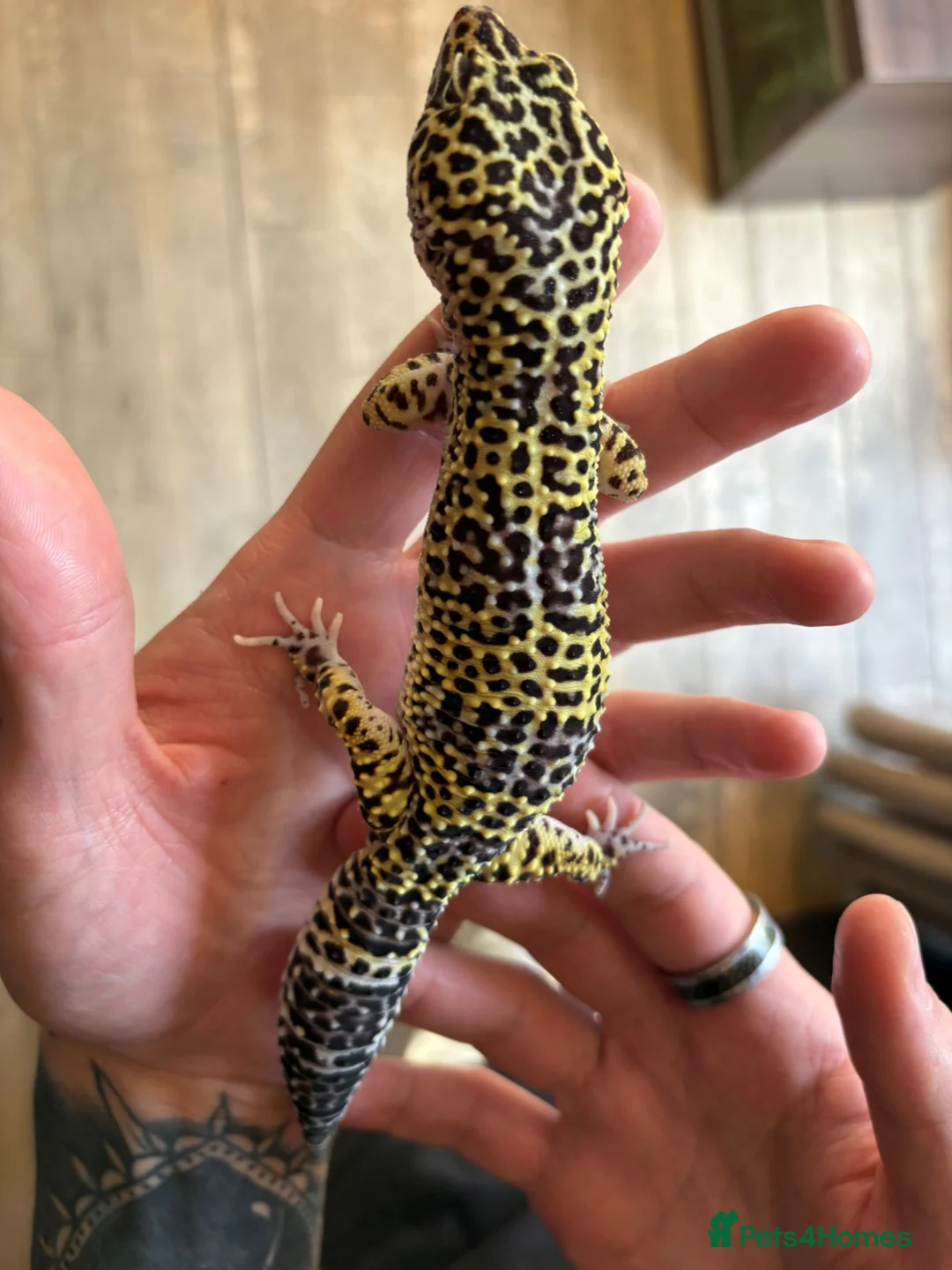 Mixed Breed reptiles for sale: Rescue/Rehome and Rehabilitation - Advert 1
