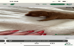 Cavapoo dogs for sale: Beautiful TOY Cavapoo puppies  - Image 6