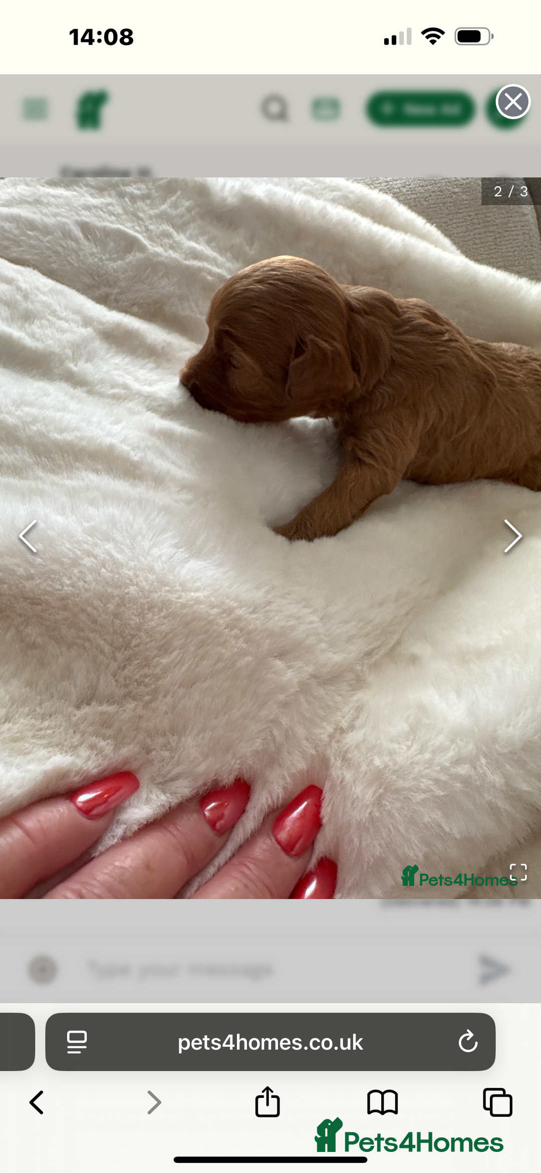 Cavapoo dogs for sale: Beautiful TOY Cavapoo puppies  - Image 6