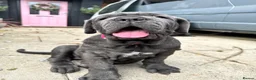 Neapolitan Mastiff dogs for sale: 1 girl puppy Neapolitan mastiff 8 week  - Advert 7
