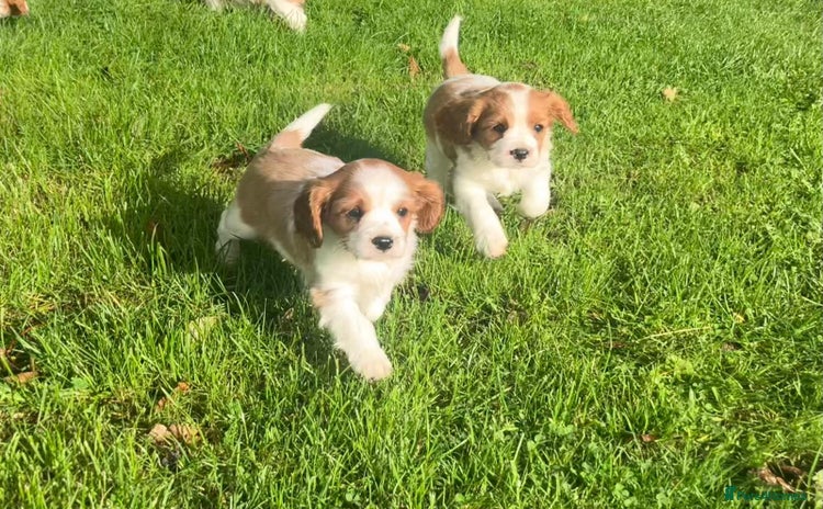 Cavalier King Charles Spaniel dogs - Advert 12