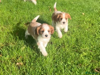 Cavalier King Charles Spaniel dogs - Advert 6