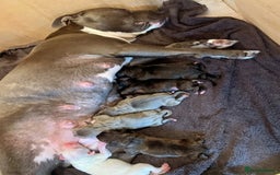 Staffordshire Bull Terrier dogs for sale: Staffy pups  - Image 5
