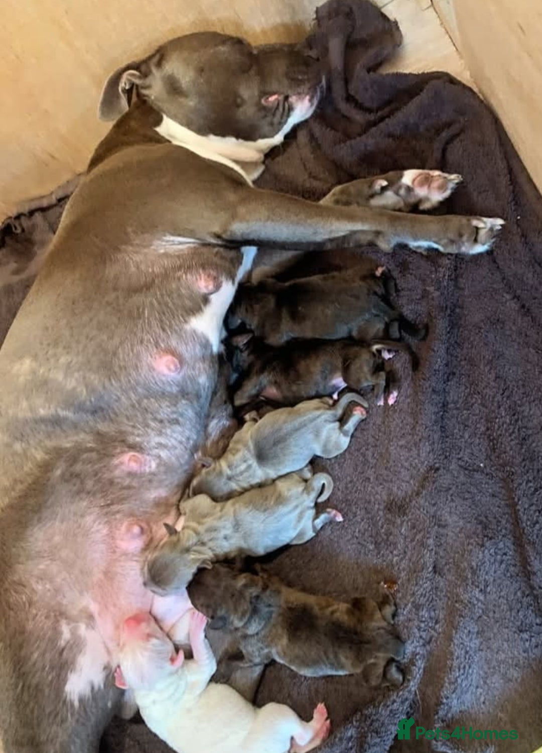 Staffordshire Bull Terrier dogs for sale: Staffy pups  - Image 5