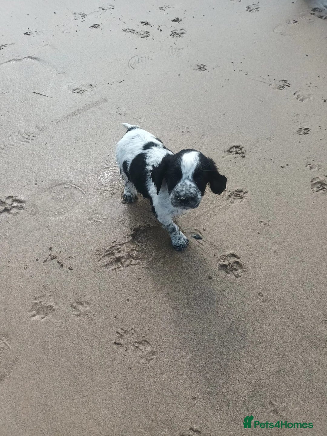 Sprocker dogs for sale: F1 SPROCKER.  - Image 7