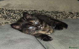 Domestic Shorthair cats for sale: Female kitten - Image 2