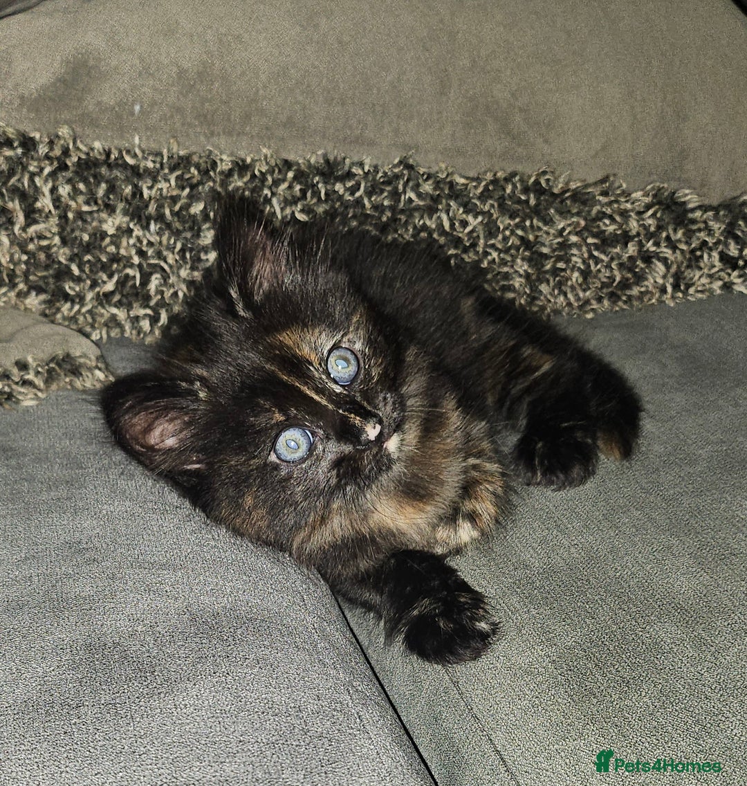 Domestic Shorthair cats for sale: Female kitten - Image 2