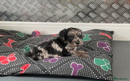 Cockapoo dogs for sale: F1 Cockapoos for sale  - Image 13
