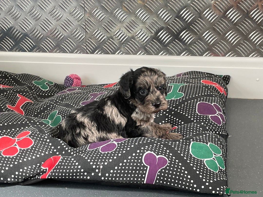 Cockapoo dogs for sale: F1 Cockapoos for sale  - Image 13