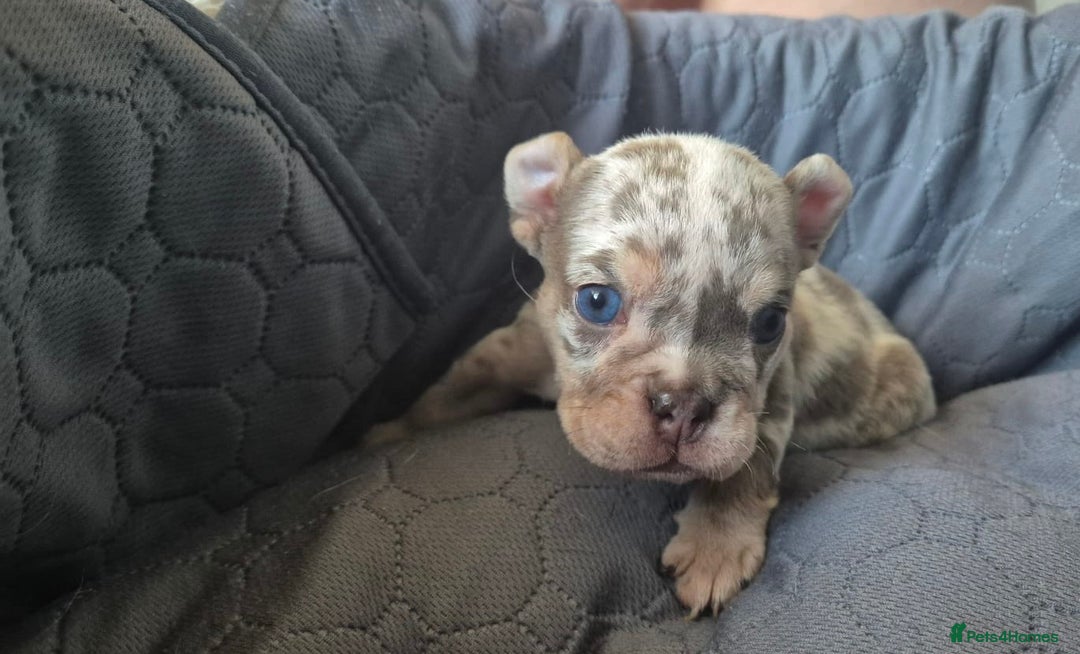 English Bulldog dogs for sale: Beautiful English Bull Dogs KC reg - Image 1