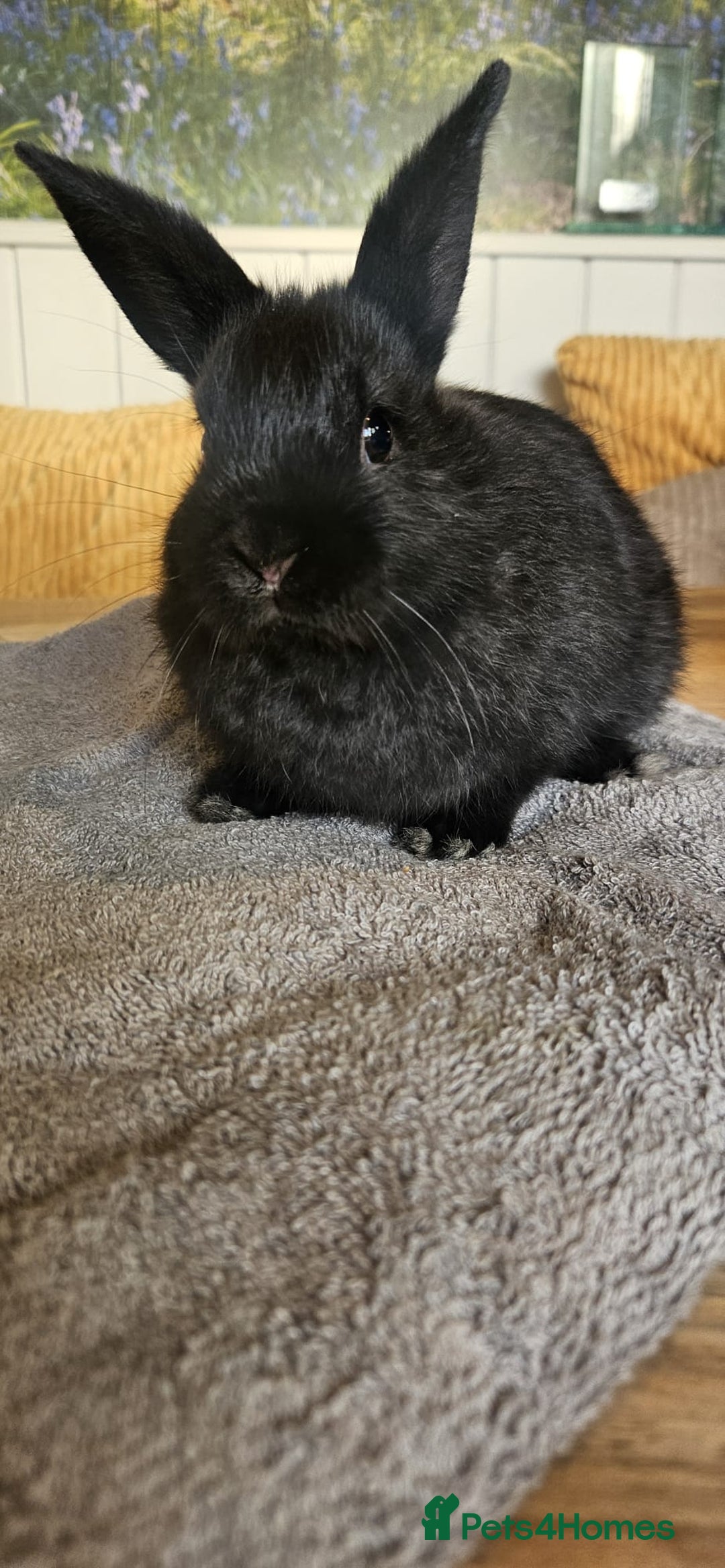 Mixed Breed rabbits for sale: Baby bunnies for sale - Image 8