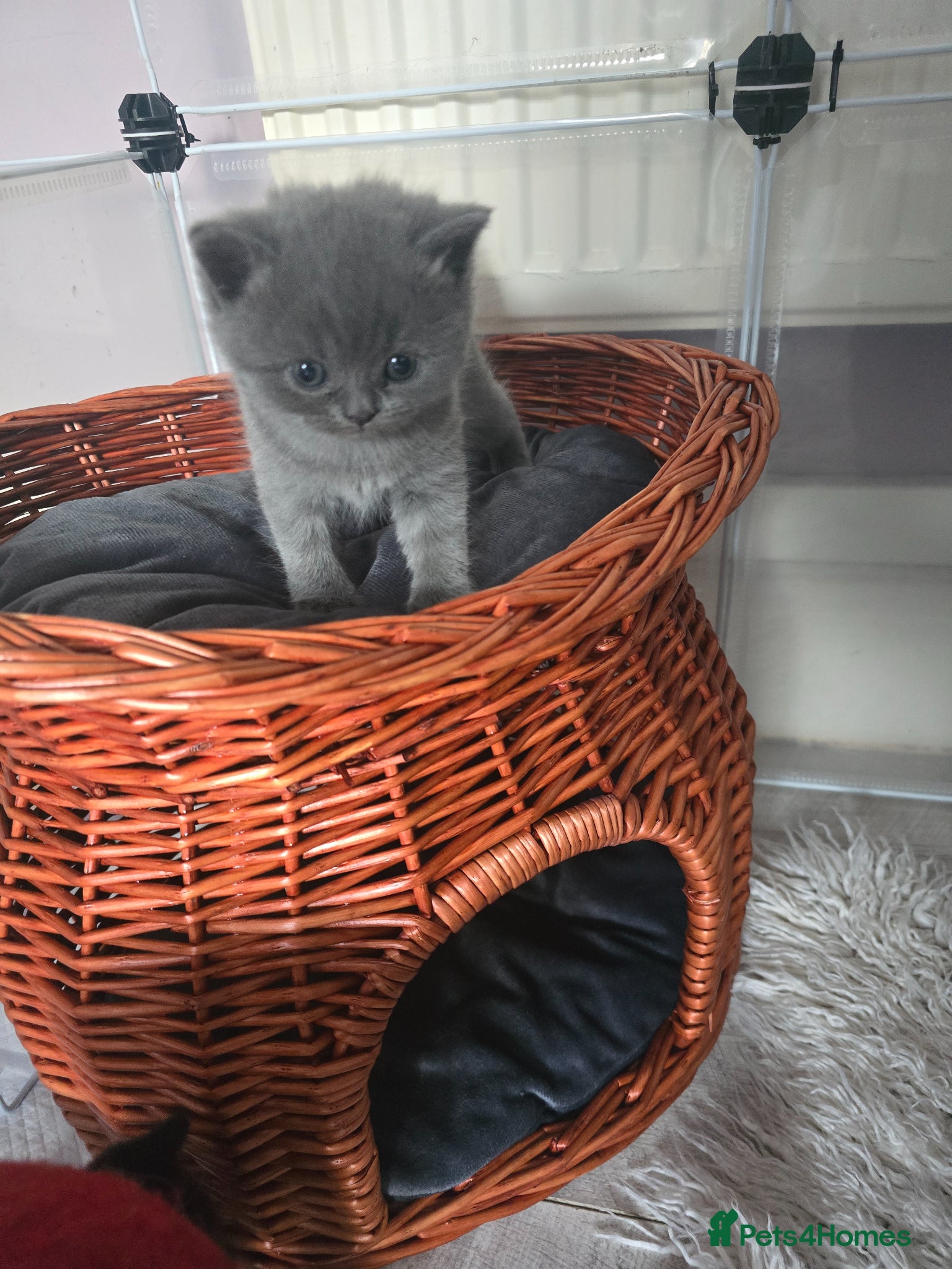 British Shorthair cats Beautiful kittens looking forever home 🏡 😍  - Advert 1