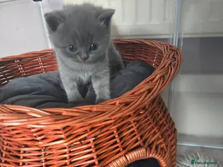 British Shorthair cats Beautiful kittens looking forever home 🏡 😍 - Advert 1