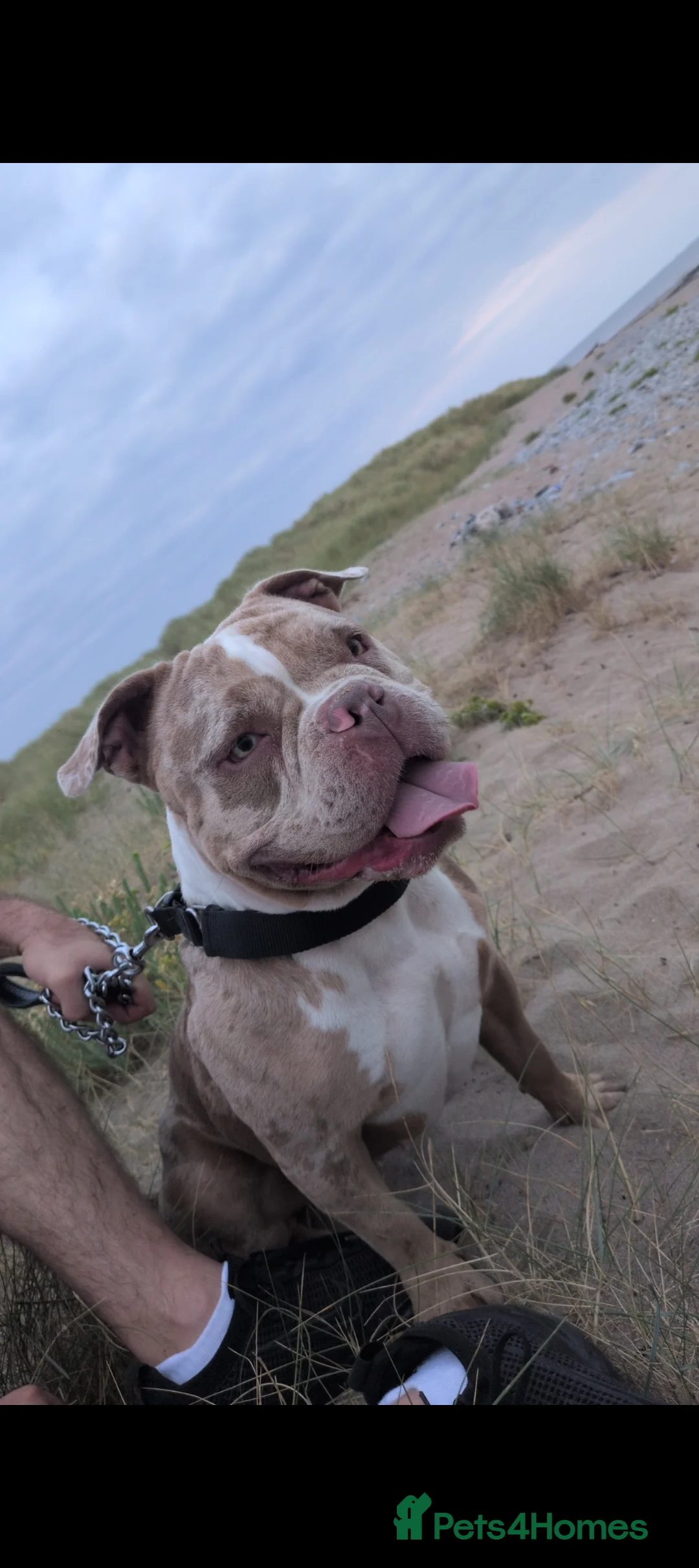 American Bully dogs for adoption: Pocket Bully rehoming. in Penarth - Advert 1