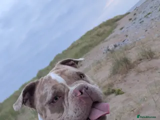 American Bully dogs Pocket Bully rehoming. in Penarth - Advert 1