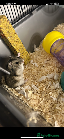 Hamster rodents - Advert 10