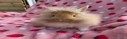 Lionhead rabbits for sale: Very very tame lion head  boy 11 weeks - Advert 7
