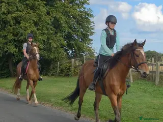KWPN horses 3yr Kwpn mare. - Advert 2