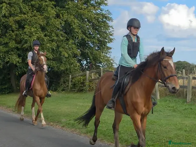 KWPN horses 3yr Kwpn mare. - Advert 2