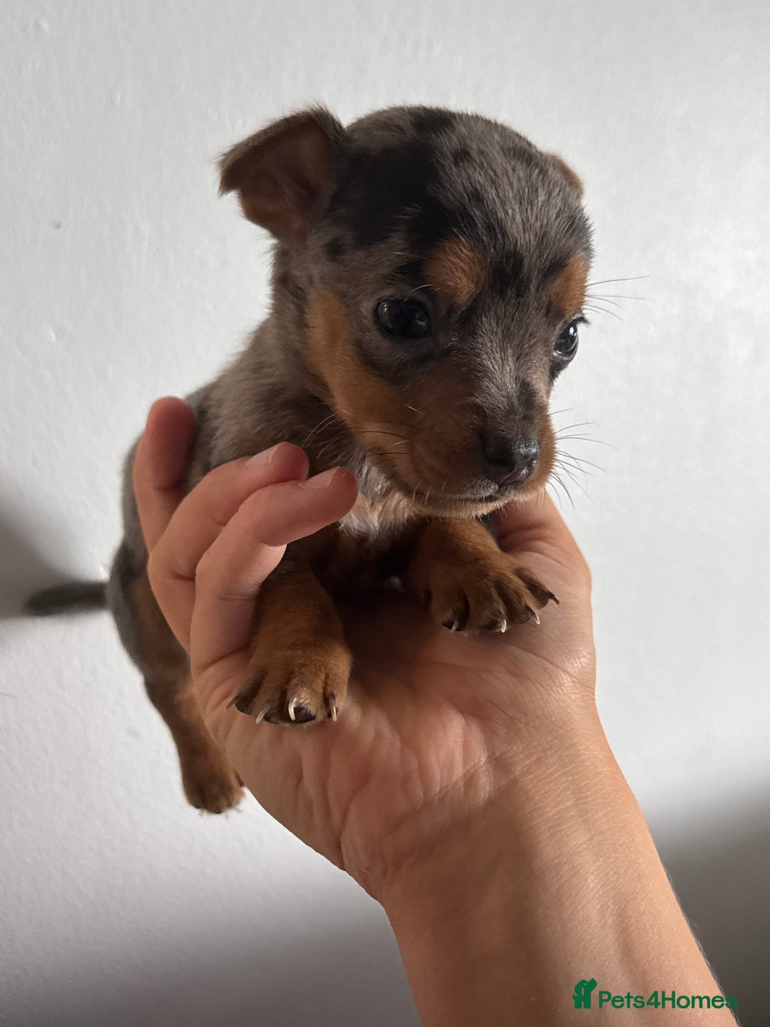 Jack Russell dogs for sale: 9 Jack Russel merles - Image 10