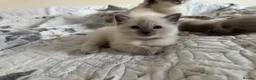 Ragdoll cats for sale: Gorgeous Ragdoll Kittens Looking for Loving Homes - Advert 36