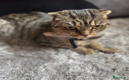 British Shorthair cats for sale: British shorthair cat  - Advert 24