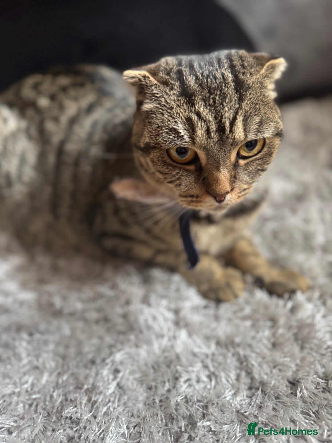 British Shorthair cats for sale: British shorthair cat  - Advert 24