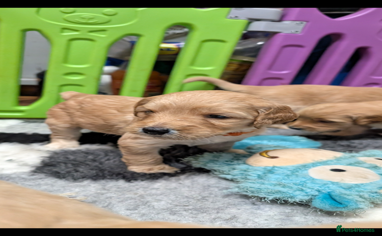 Goldendoodle dogs - Advert 1