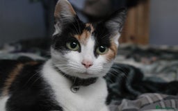 Domestic Shorthair cats for sale: Kittens for sale  - Image 13