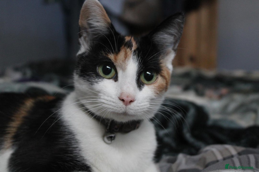 Domestic Shorthair cats for sale: Kittens for sale  - Image 13