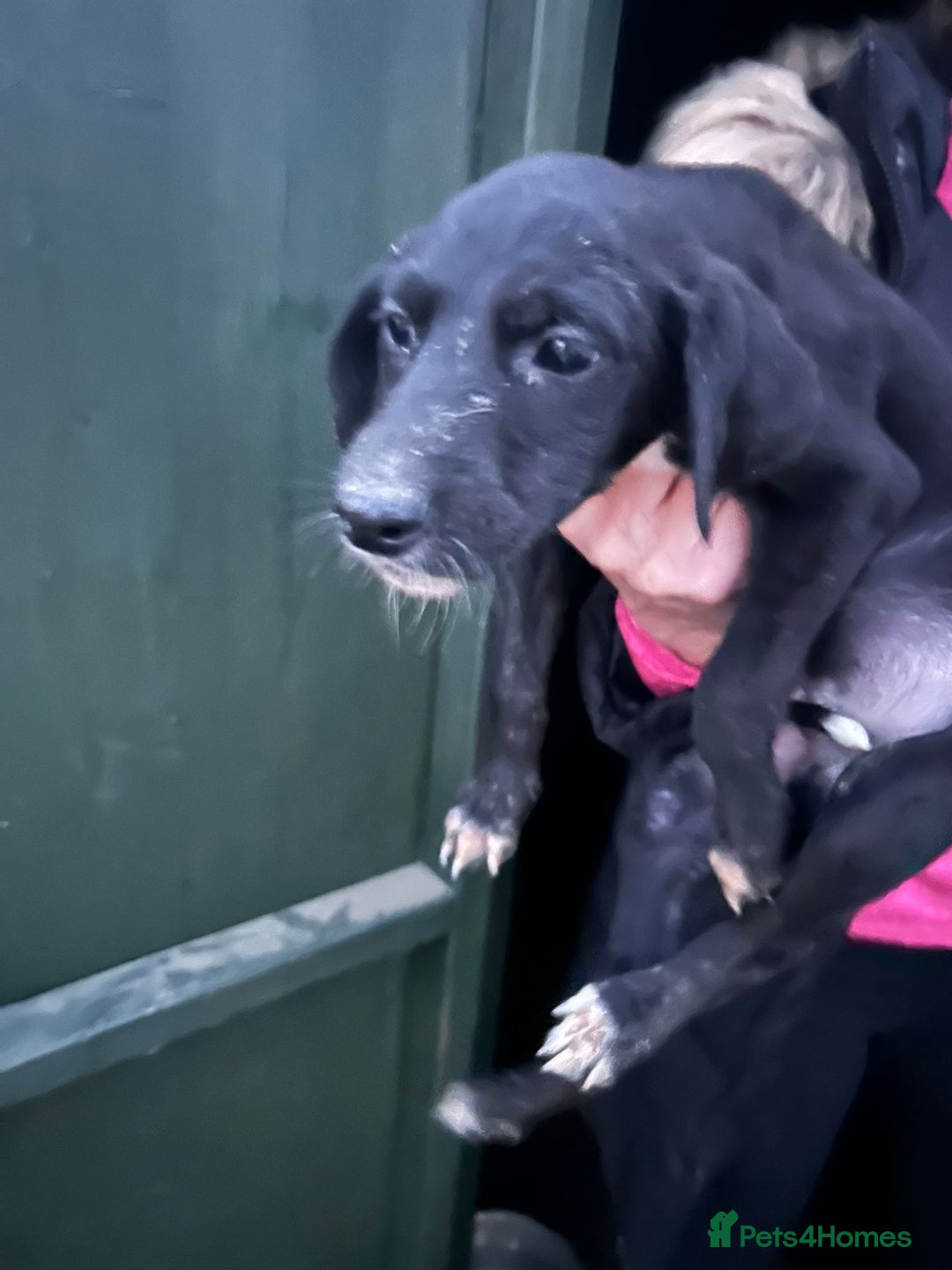 Mixed Breed dogs for sale: Saluki puppies - Advert 5