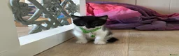 Mixed Breed cats for sale: beautiful shorthair/longhair kittens  - Advert 12