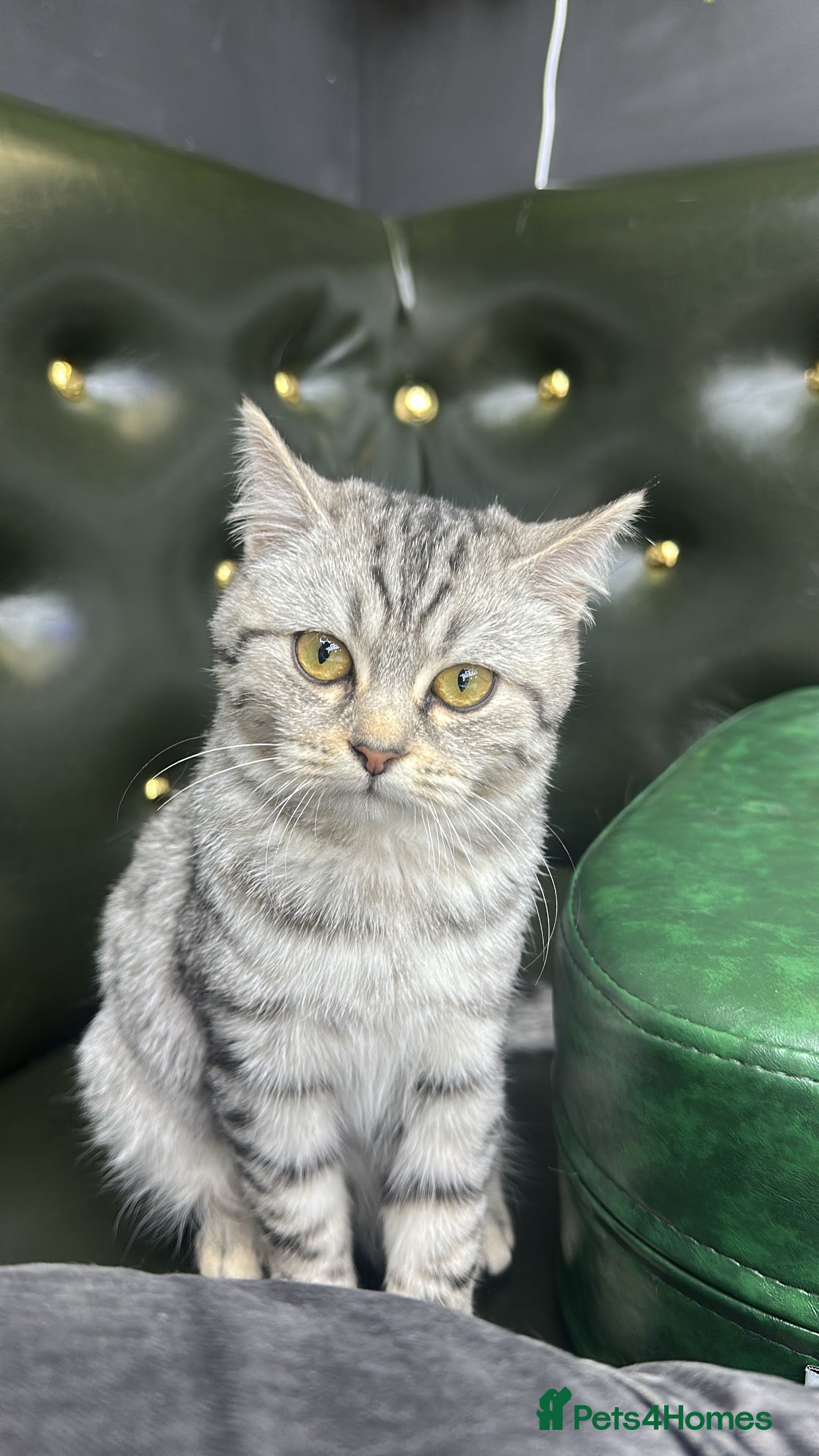 Scottish Fold cats Scottish fold beautiful Boy - Advert 13