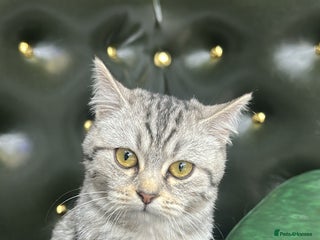 Scottish Fold cats - Advert 16