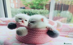 British Shorthair cats for sale: British shorthair kittens  - Image 1