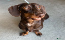 Miniature Dachshund dogs for sale: Loved Dachshund sadly ready for new chapter - Image 4