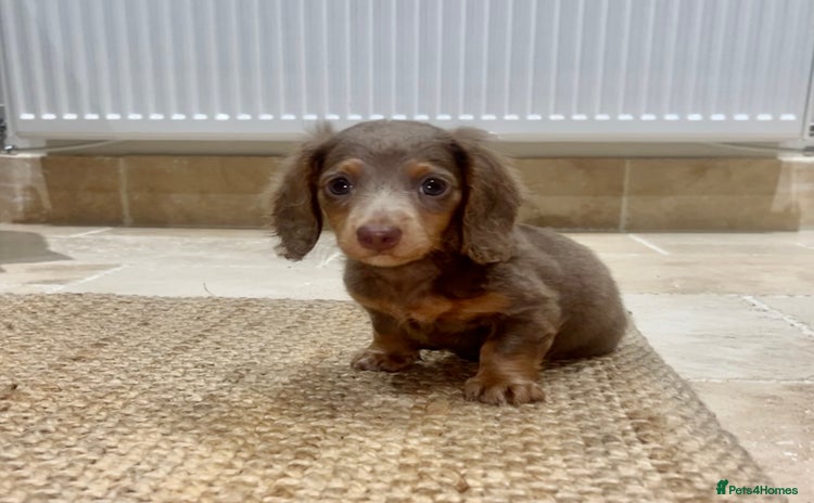Miniature Dachshund dogs - Advert 2