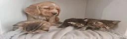 Mixed Breed cats for sale: 5 kittens for sale  - Advert 12