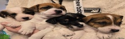 Mixed Breed dogs for sale: Five beautiful Jack Russel puppies for sale - Advert 32