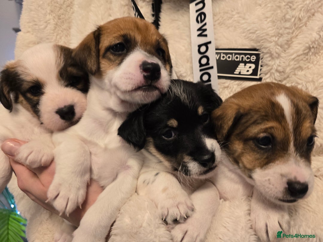 Mixed Breed dogs for sale: Five beautiful Jack Russel puppies for sale - Advert 32