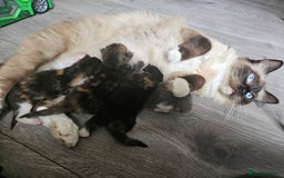 Ragdoll cats for sale: Stunning Half Ragdolls kittens - Image 13