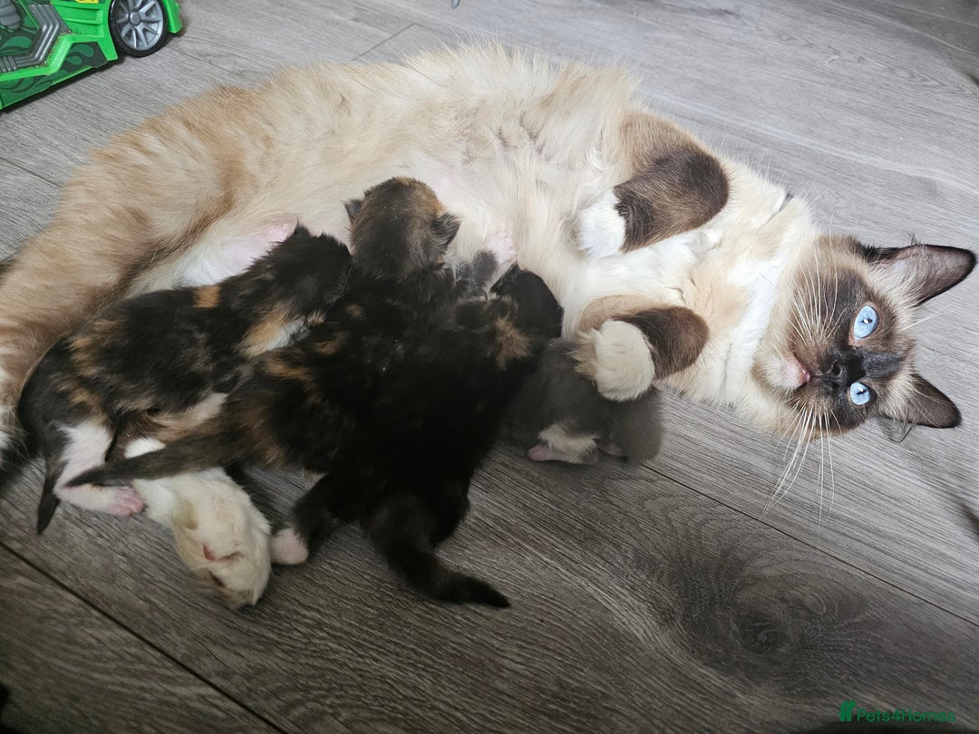 Ragdoll cats for sale: Stunning Half Ragdolls kittens - Image 13