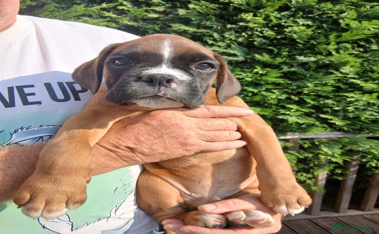 Boxer dogs - Advert 1