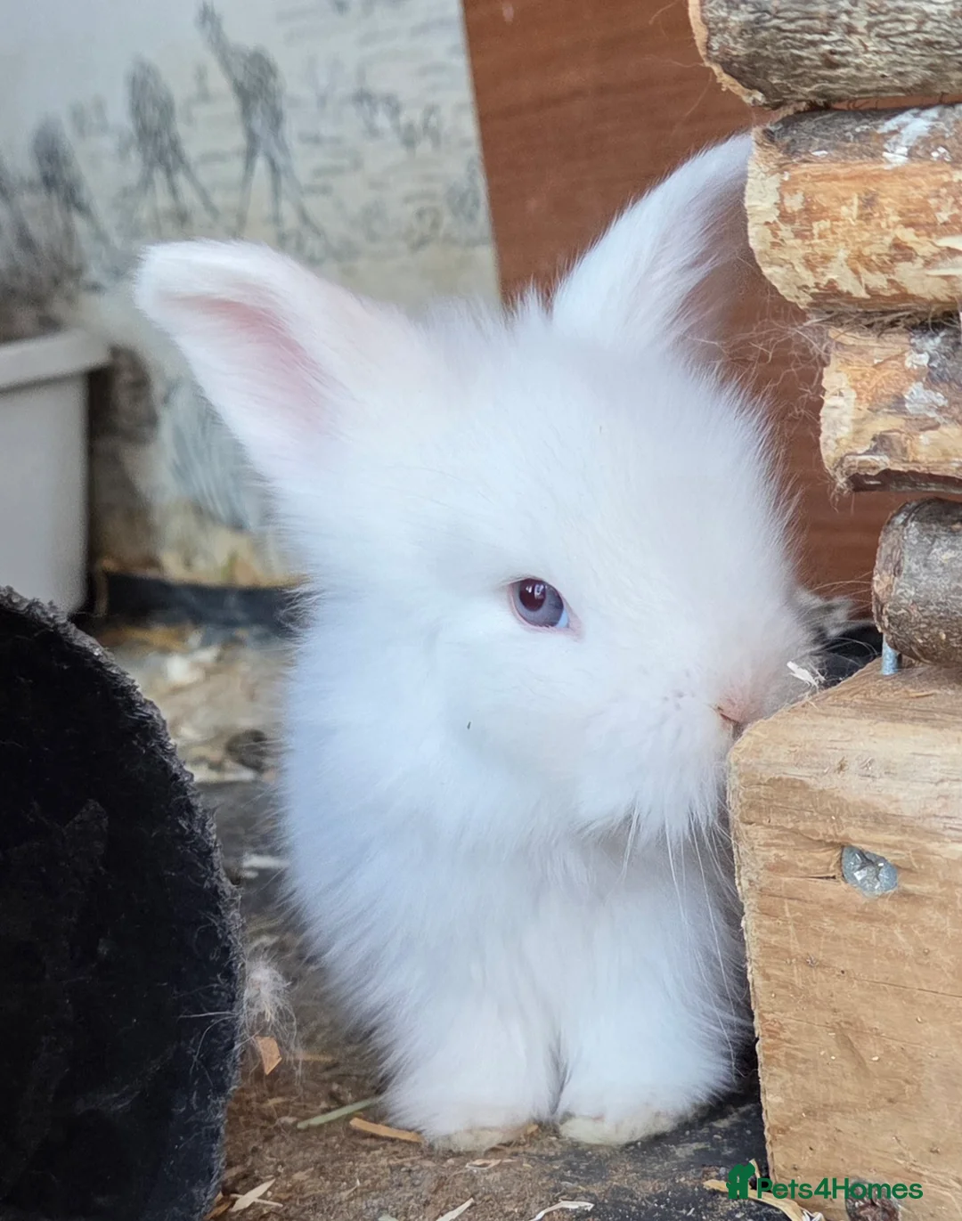 Angora rabbits for sale: Teddywidder bunnies - Advert 2