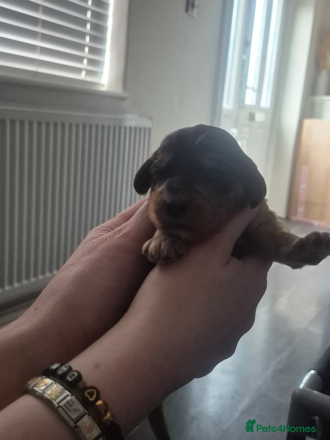 Cockapoo dogs for sale: Beautiful cockapoo puppies - Advert 30