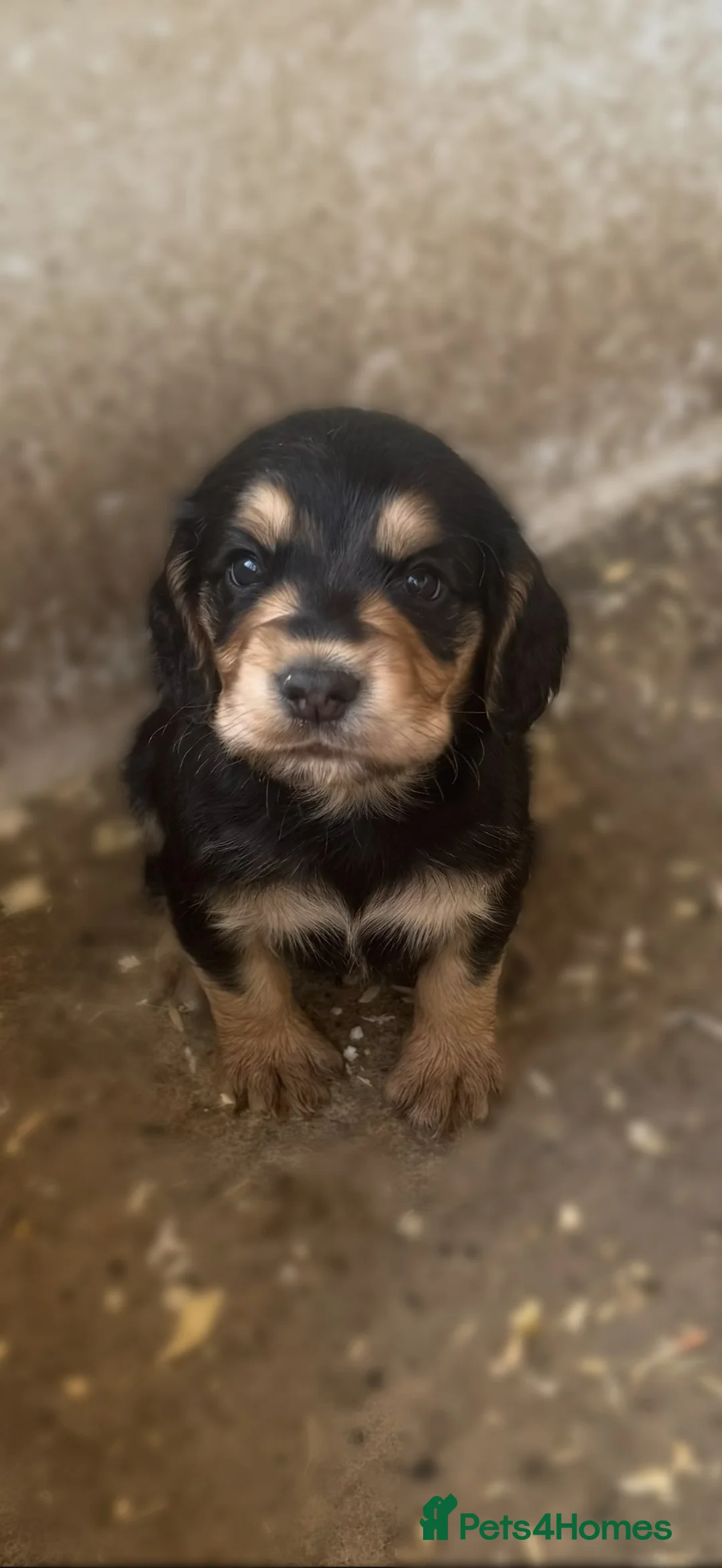 Cocker Spaniel dogs for sale: Working cocker spaniel pups 🐶 in Castleford - Advert 1