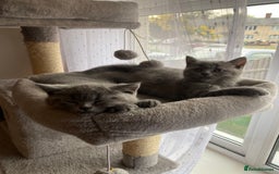 British Shorthair cats for sale: BRITISH kitties READY NOW  - Image 1