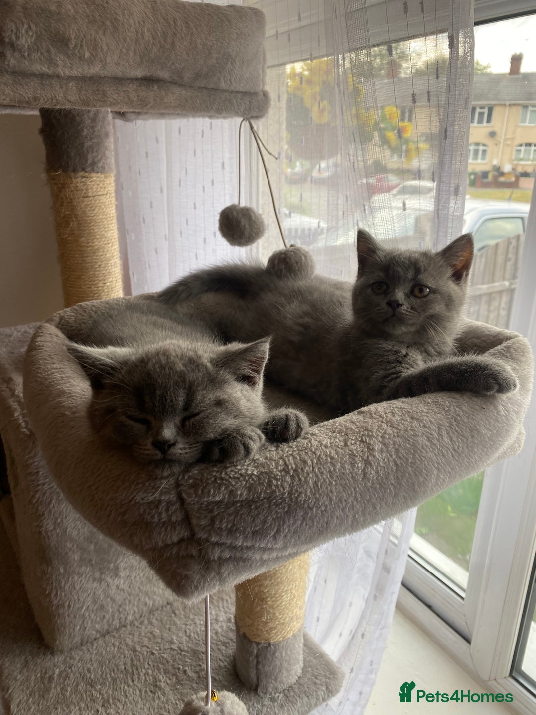 British Shorthair cats for sale: BRITISH kitties READY NOW  - Image 1