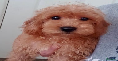 Cavapoo dogs - Advert 5